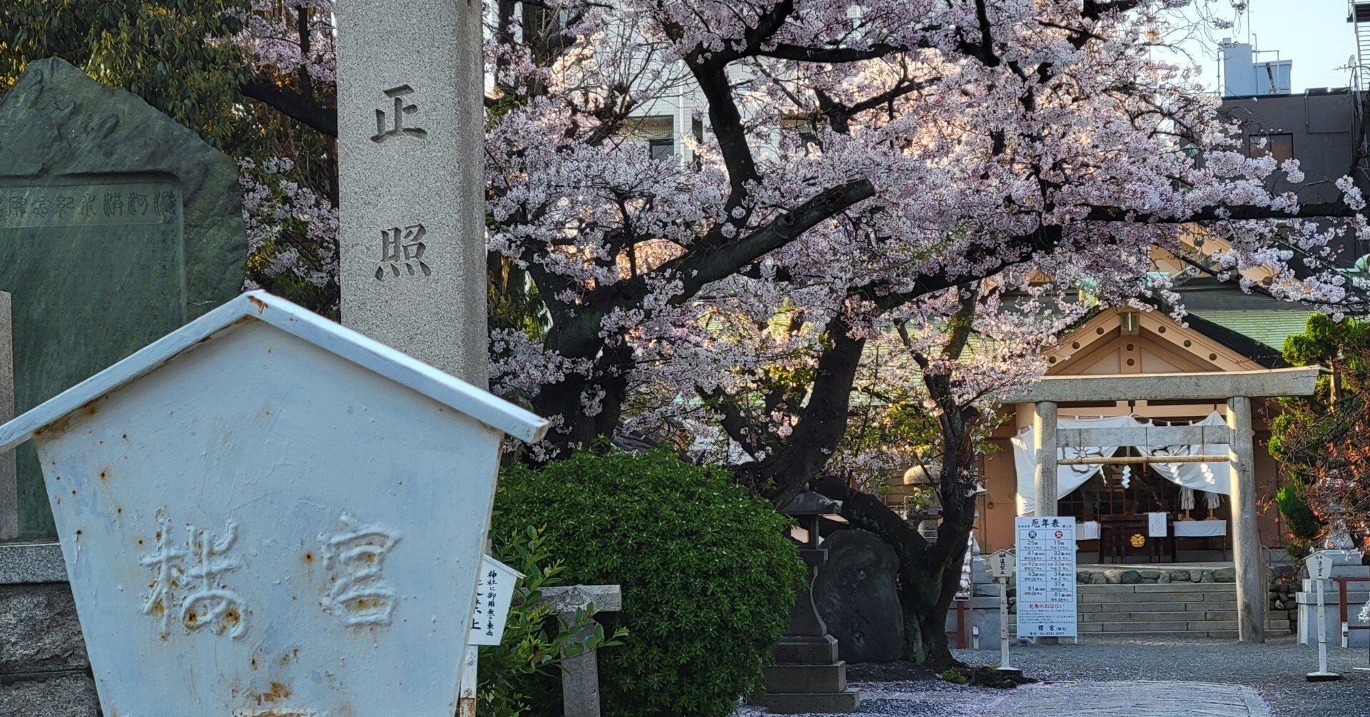 大阪・櫻宮の「櫻花祭」|藤井靜子 大阪・櫻宮の「櫻花祭」|藤井靜子
