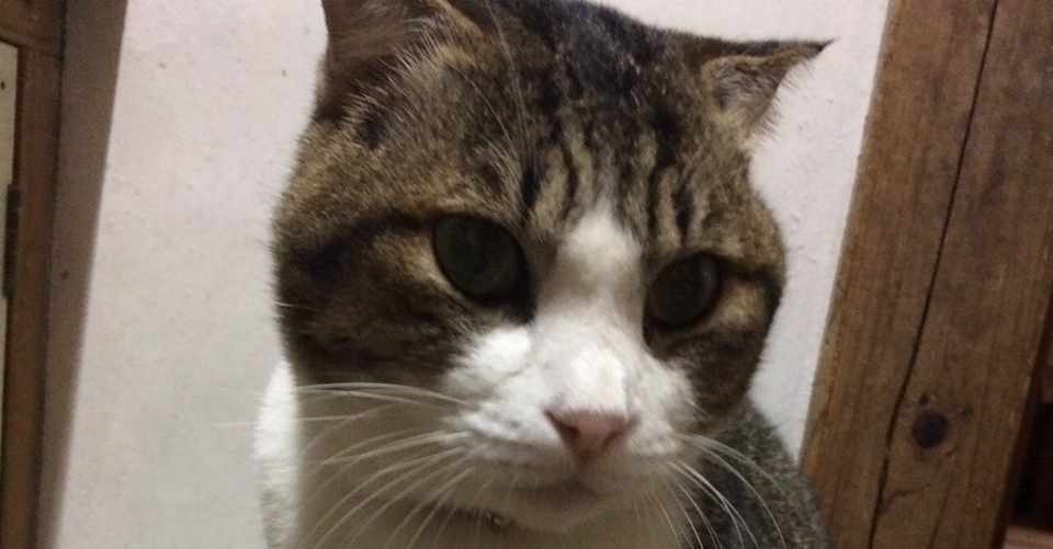 動物画像無料 最高世界 一 可愛い 鳥