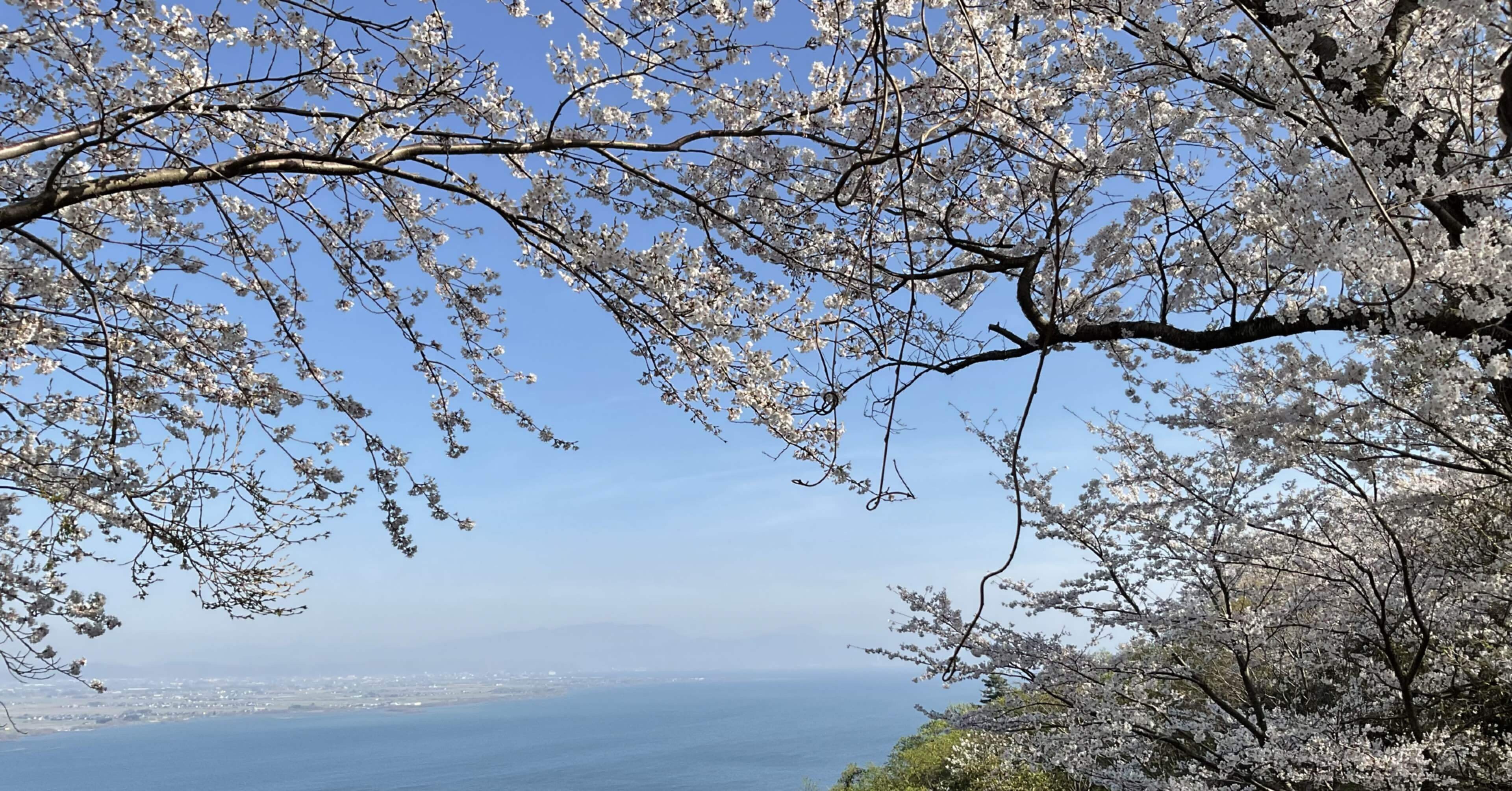 お花見行ってきました【海津大崎編】｜大納言