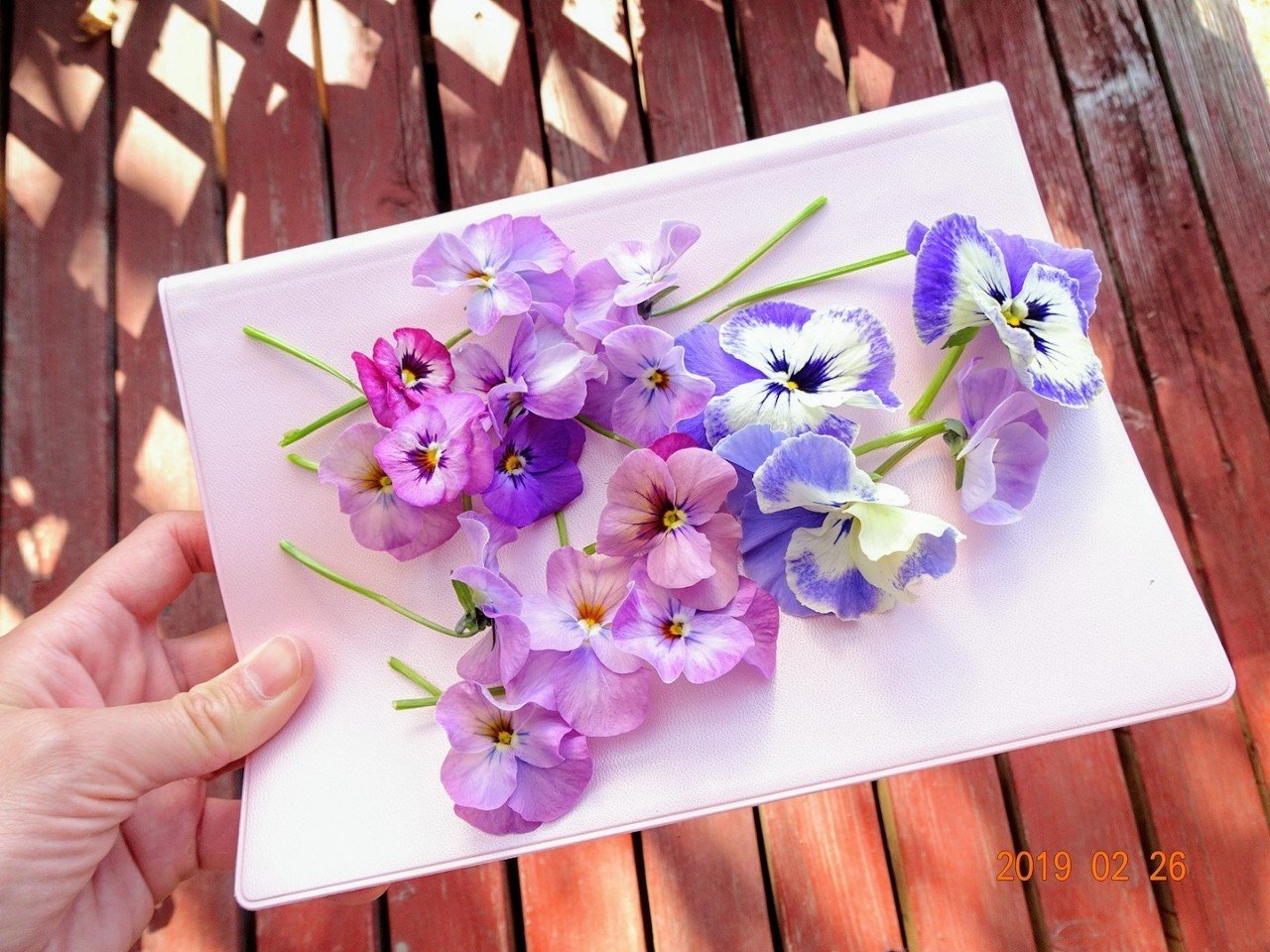 押し花とGOETHE｜うつ畑