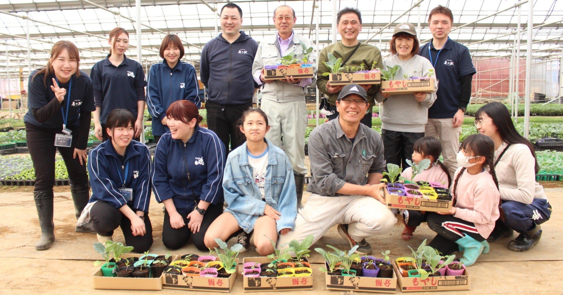 アオモジ　山採り養生中の苗達 アオモジ 山採り養生中の苗達