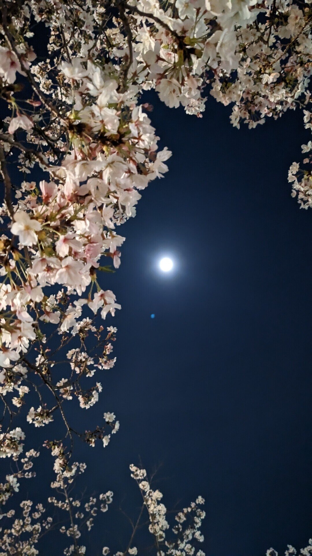 牧野桜夜様♡ありがとうございます♡