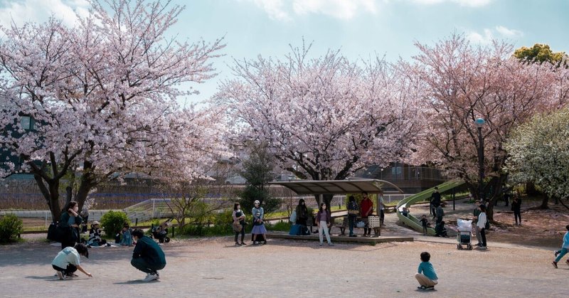 写真日記「図書館前、桜」