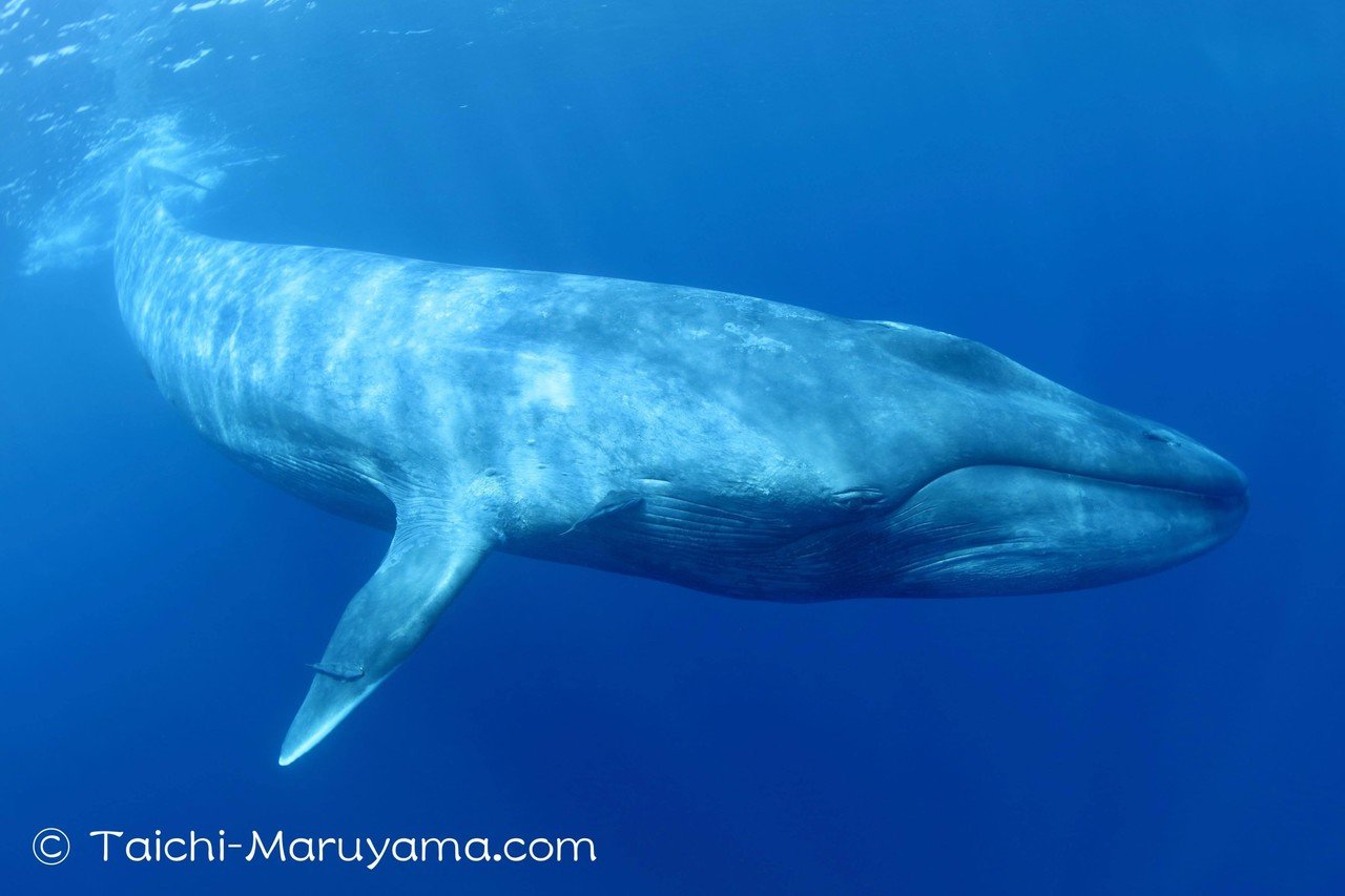 シロナガスクジラの水中動画を下記でアップしました 去年はシロナガスの数が記録開始以来 過去最高数だったのですが 今年も去年に引き続きなかなかの数のシロナガスが来てくれそうな気がしています 丸山太一 Taichi Maruyama Note