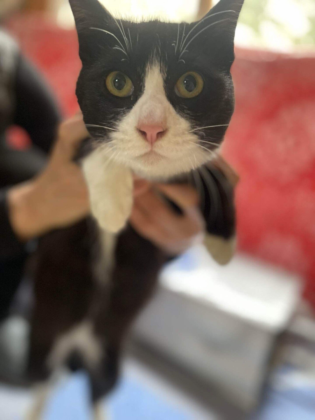 ⚠️専用】❤️さくら猫倶楽部 里親募集中‼︎ハチワレ(桜、台付き)-