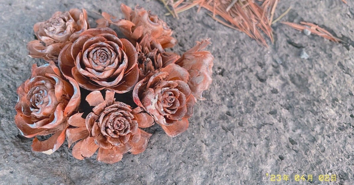 Cedrus deodaraの松ぼっくりで遊ぶ。｜エフゲニーマエダ（平成