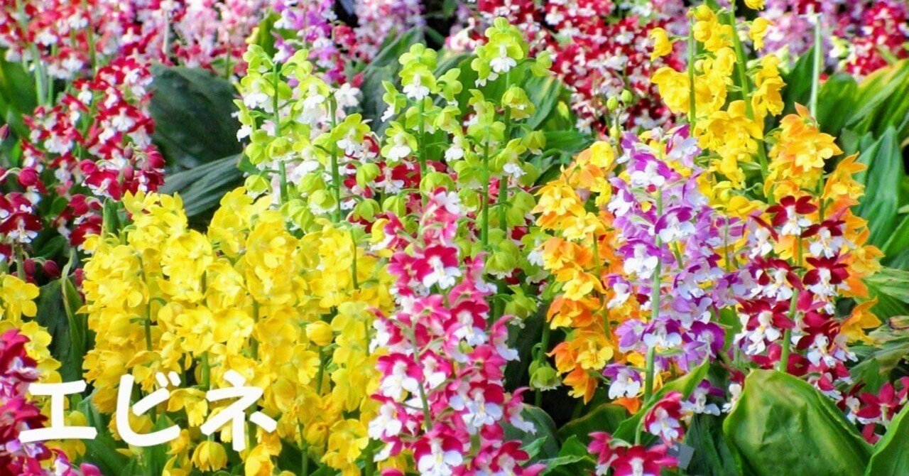 日本エビネ花譜 第4巻 補遺(春・夏咲き種他(高橋勝雄) / 間島