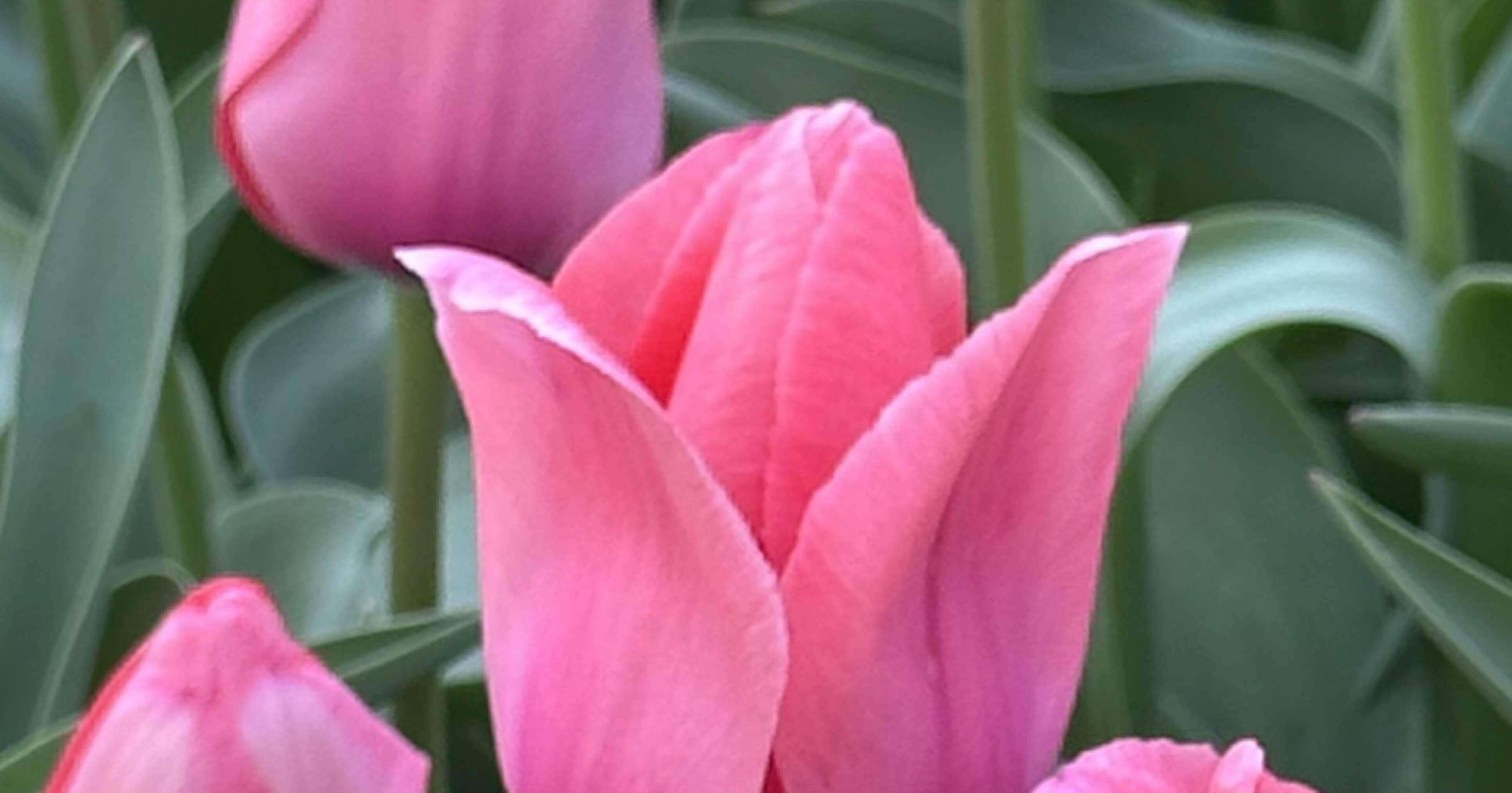 PINK IMPRESSION｜EGGSEED