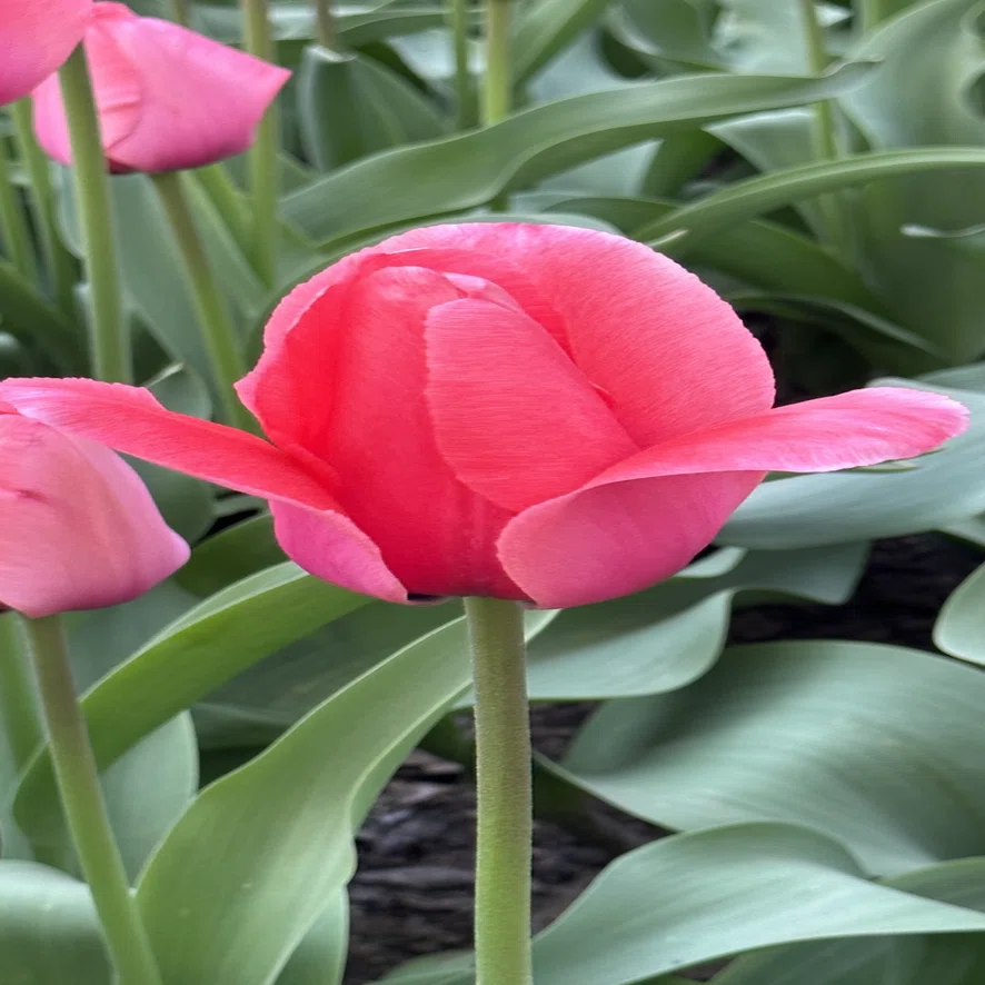 PINK IMPRESSION｜EGGSEED