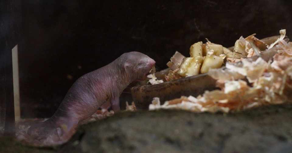 4 ハゲで出っ歯の ハダカデバネズミ をほめたたえる 吉野かぁこ Note