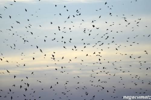 第71回 野鳥の群れと飛行について 翆野 大地 Note