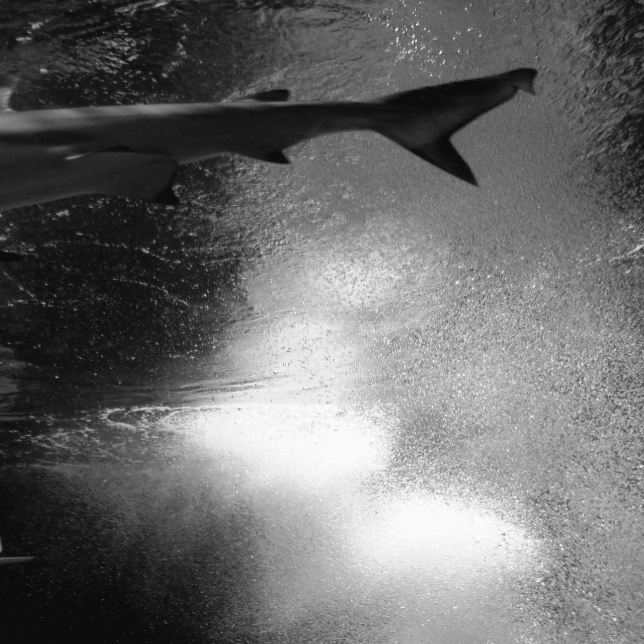 モノクロ水族館｜amu