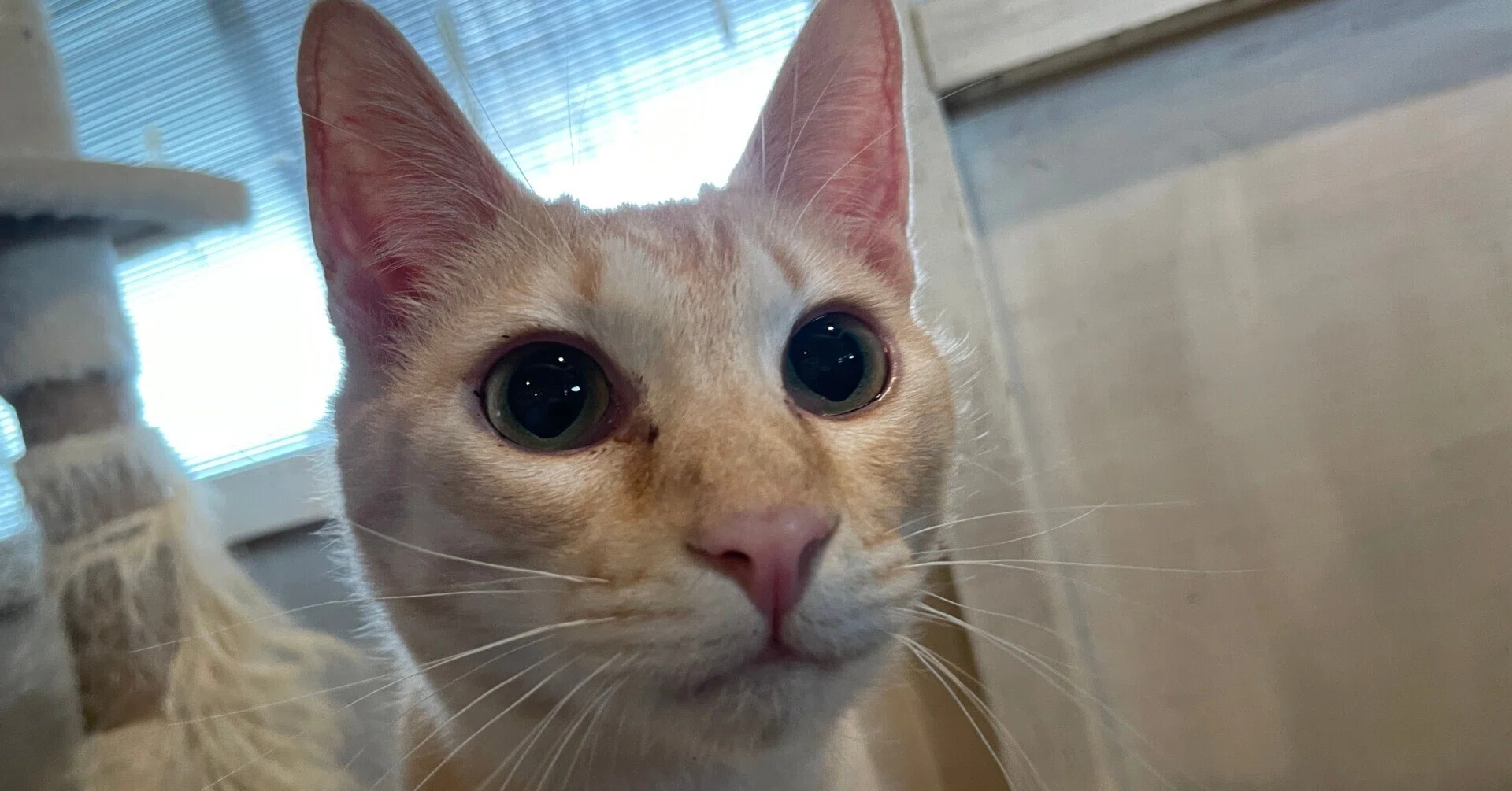 香川県三豊市「保護猫シェルターにゃんさと」リニューアル｜週刊みとよ