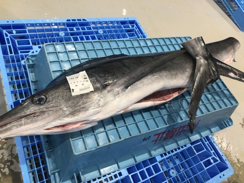 魚市場の競りにいってきた しんたに 東京スパイスカレー Note 魚市場の競りにいってきた しんたに 東京スパイスカレー Note