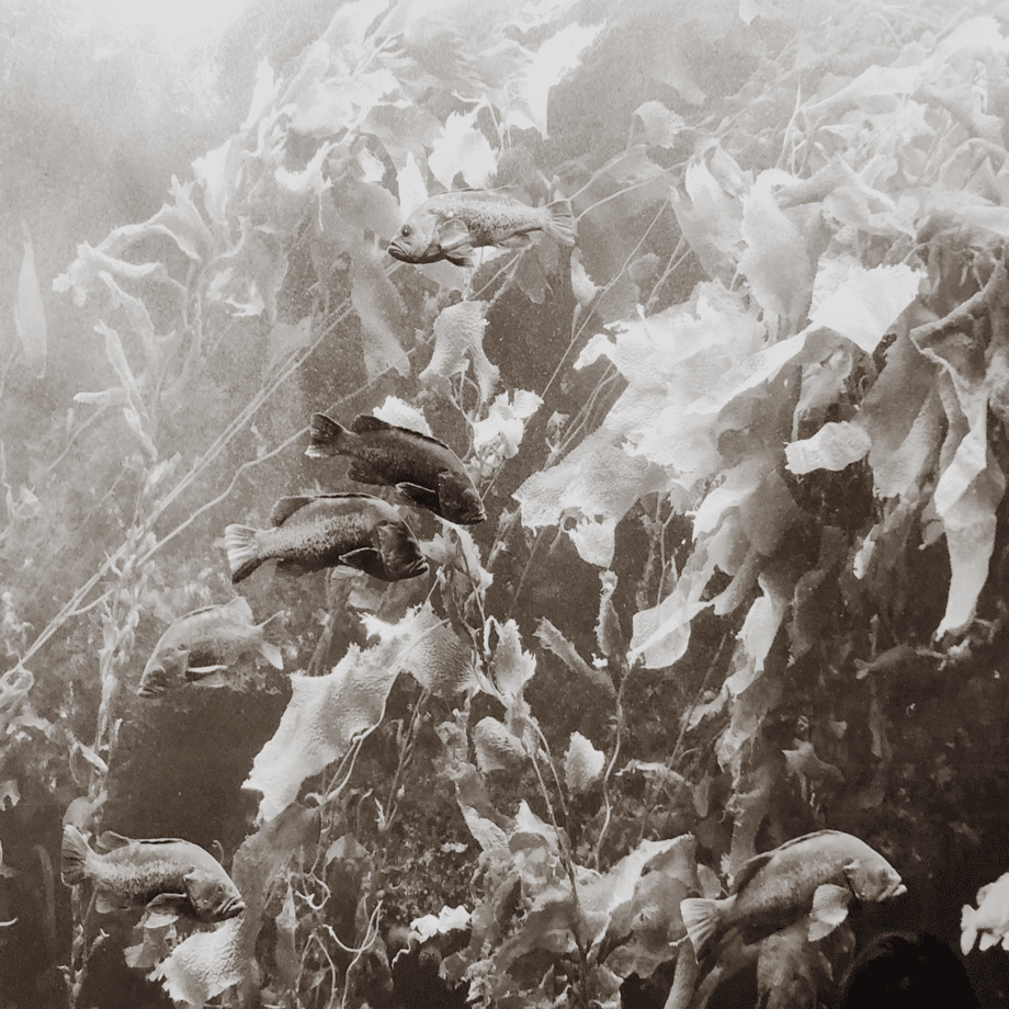 モノクロ水族館｜amu