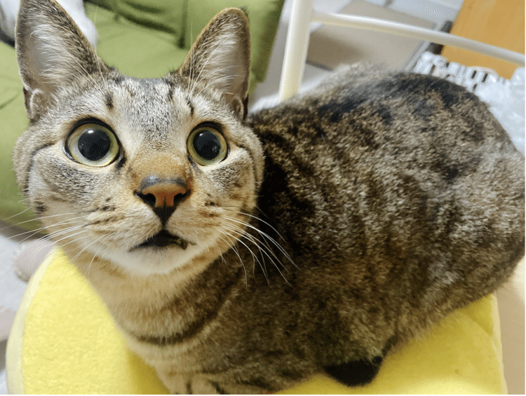 いっぱいに見開いた瞳。猫ならではの、魅力的な瞳。テオ君。