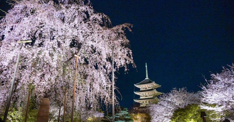 京都で満開の桜を撮りたくて。ひたすら歩きまわって、行って良かった場所 BEST3。