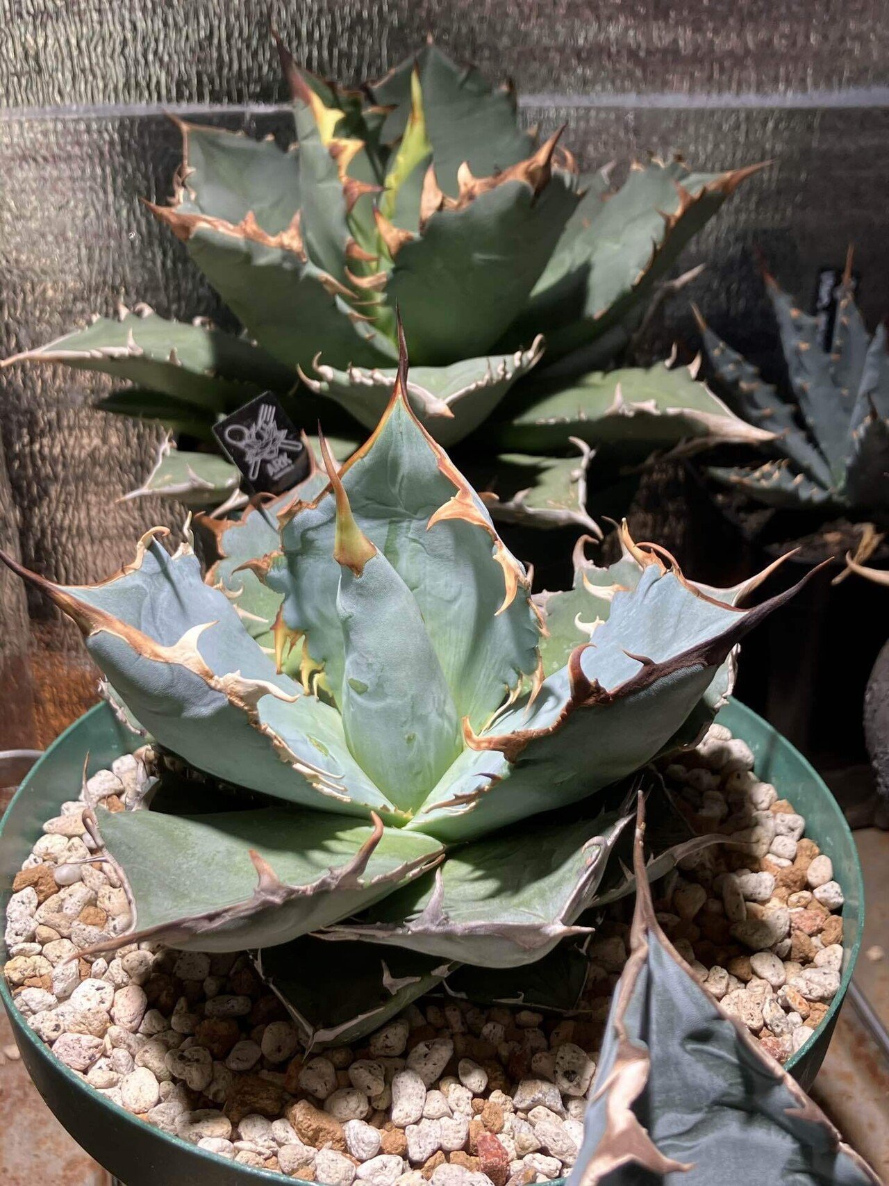 群生 アガベ チタノタ ホワイトアイス アガベ ホワイトアイス ホワイト