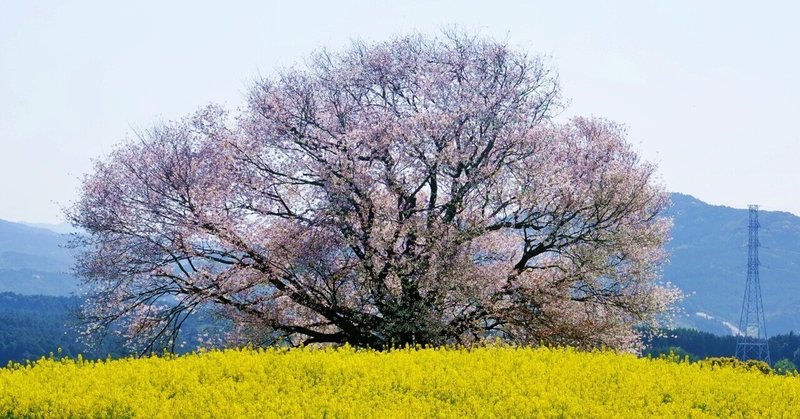 佐賀さくら巡りVol.3～嬉野から武雄へ・馬場の山桜と名もなき桜、ジラカンス桜へ
