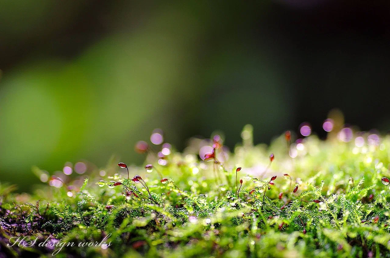 苔の芽 Hs Designworks Note