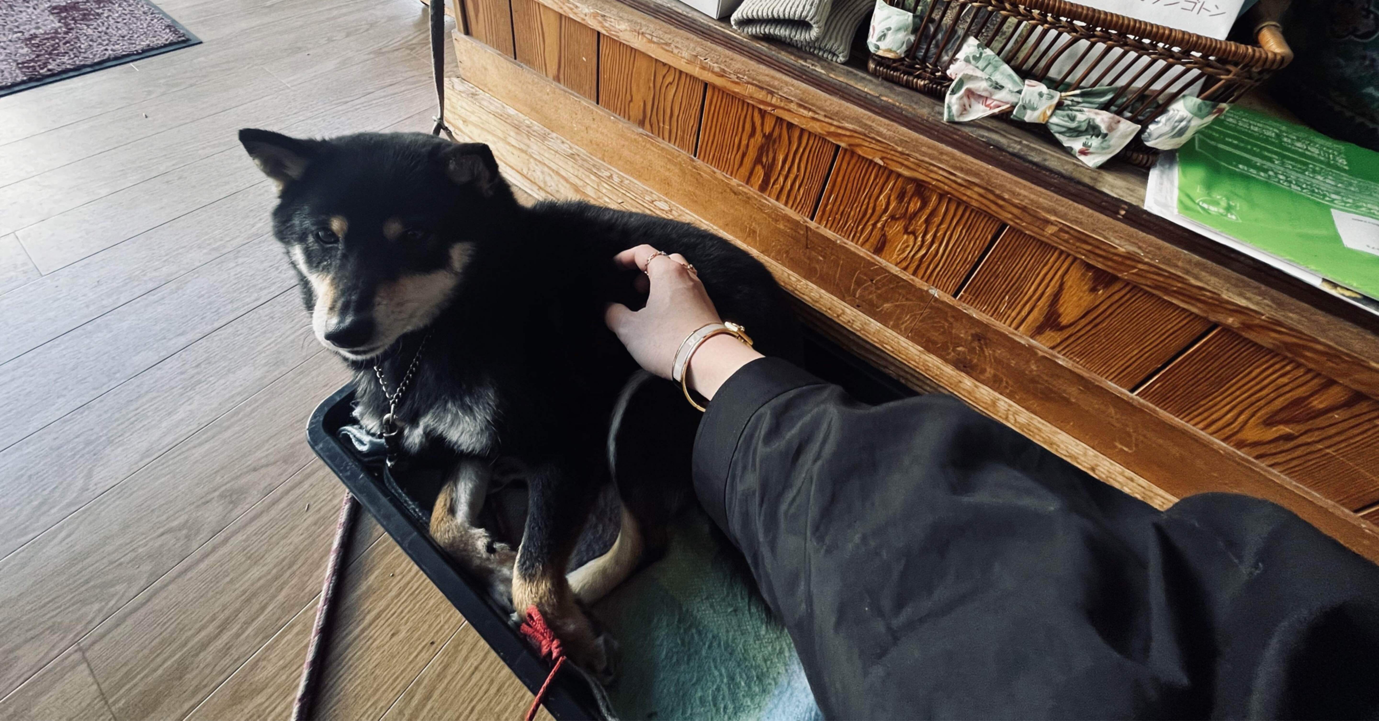 一口エッセイ:犬と過ごす平穏の幸せを知る人たち｜nyalra