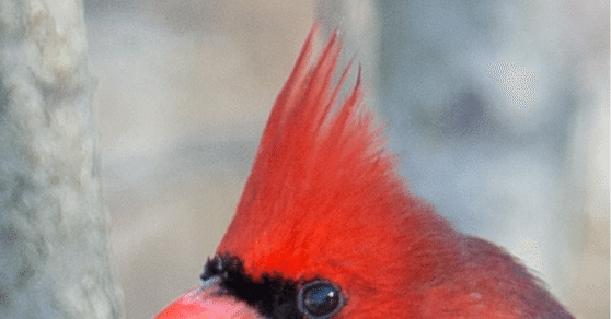 2c76b42ea621e3ee0ca0dd57cab7e6