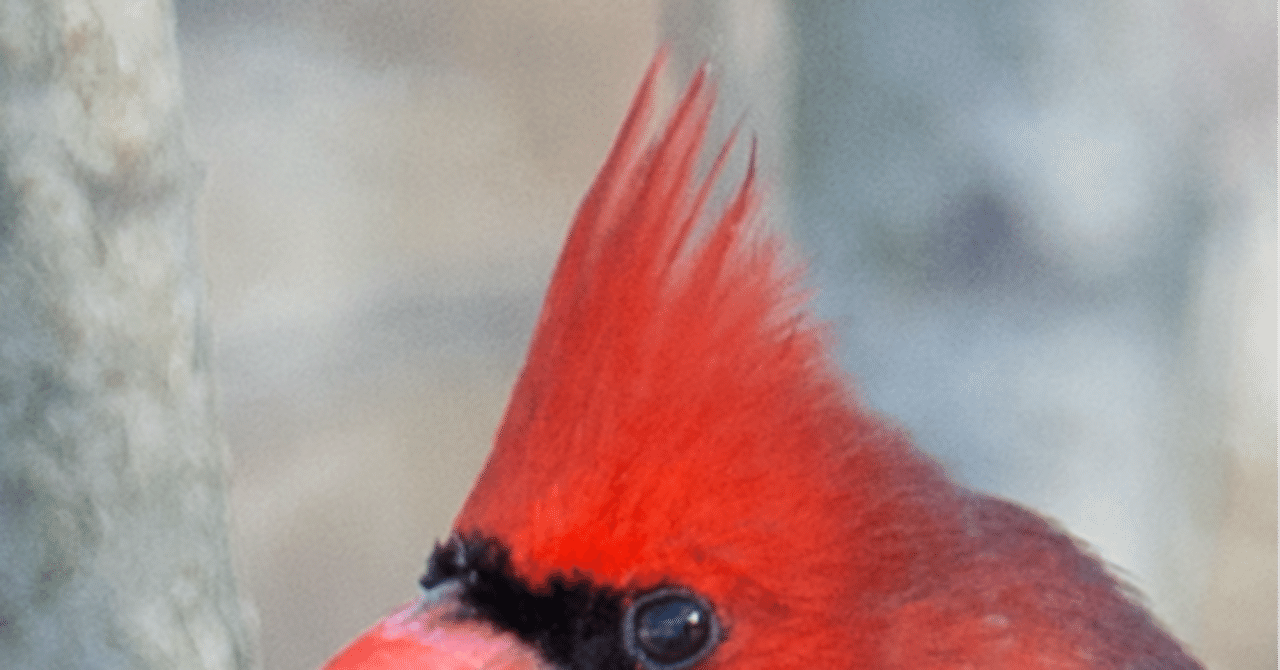 シカゴでバードウォッチング！】ツンツンヘアの鳥たち｜ローリー