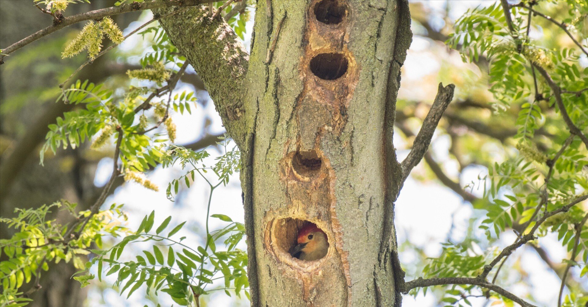 シカゴでバードウォッチング！】キツツキ｜ローリー