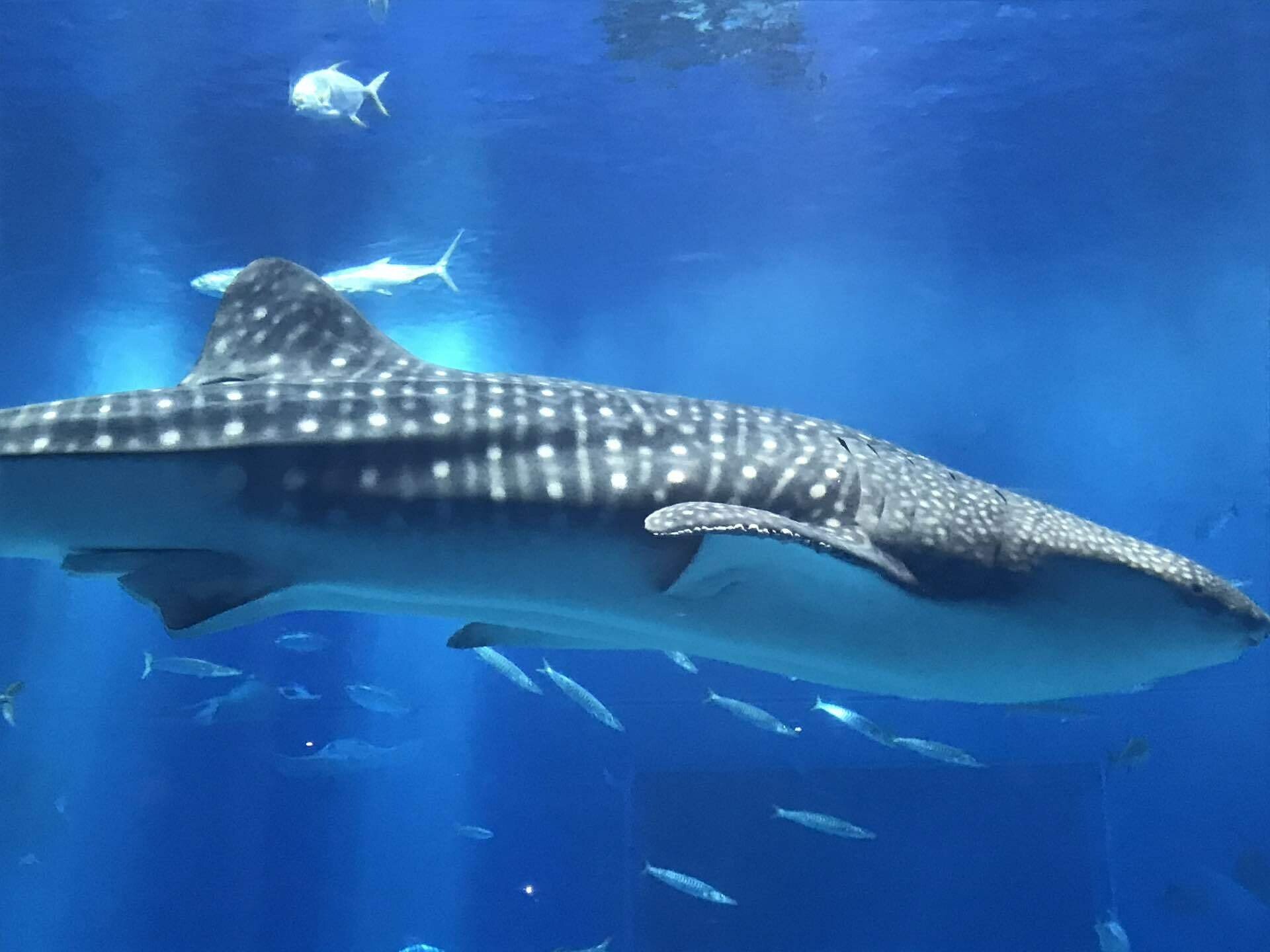 ジンベイザメ。魚類の中で最大級の魚。英名はwhale shark(クジラザメ