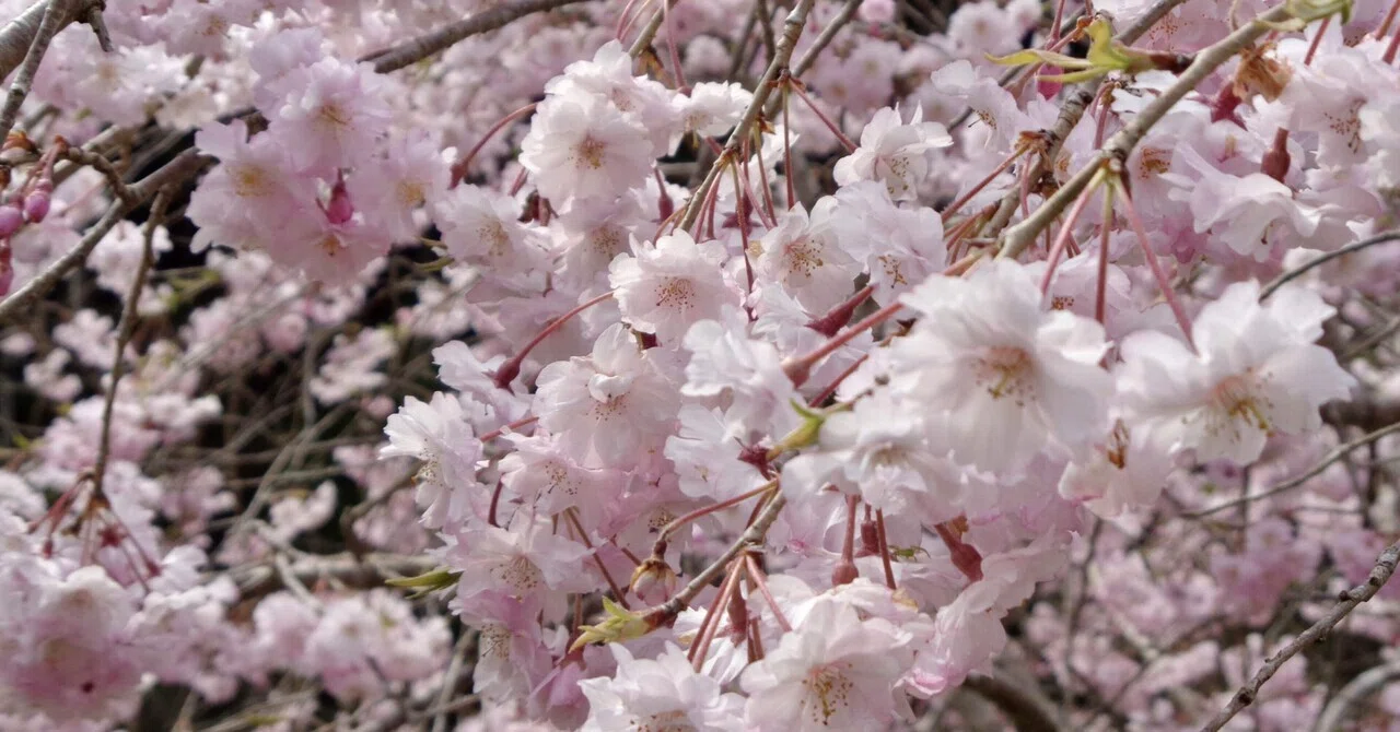 桜でニッコリ🌸岩国市の山間、やましろ地域に行ってみた
