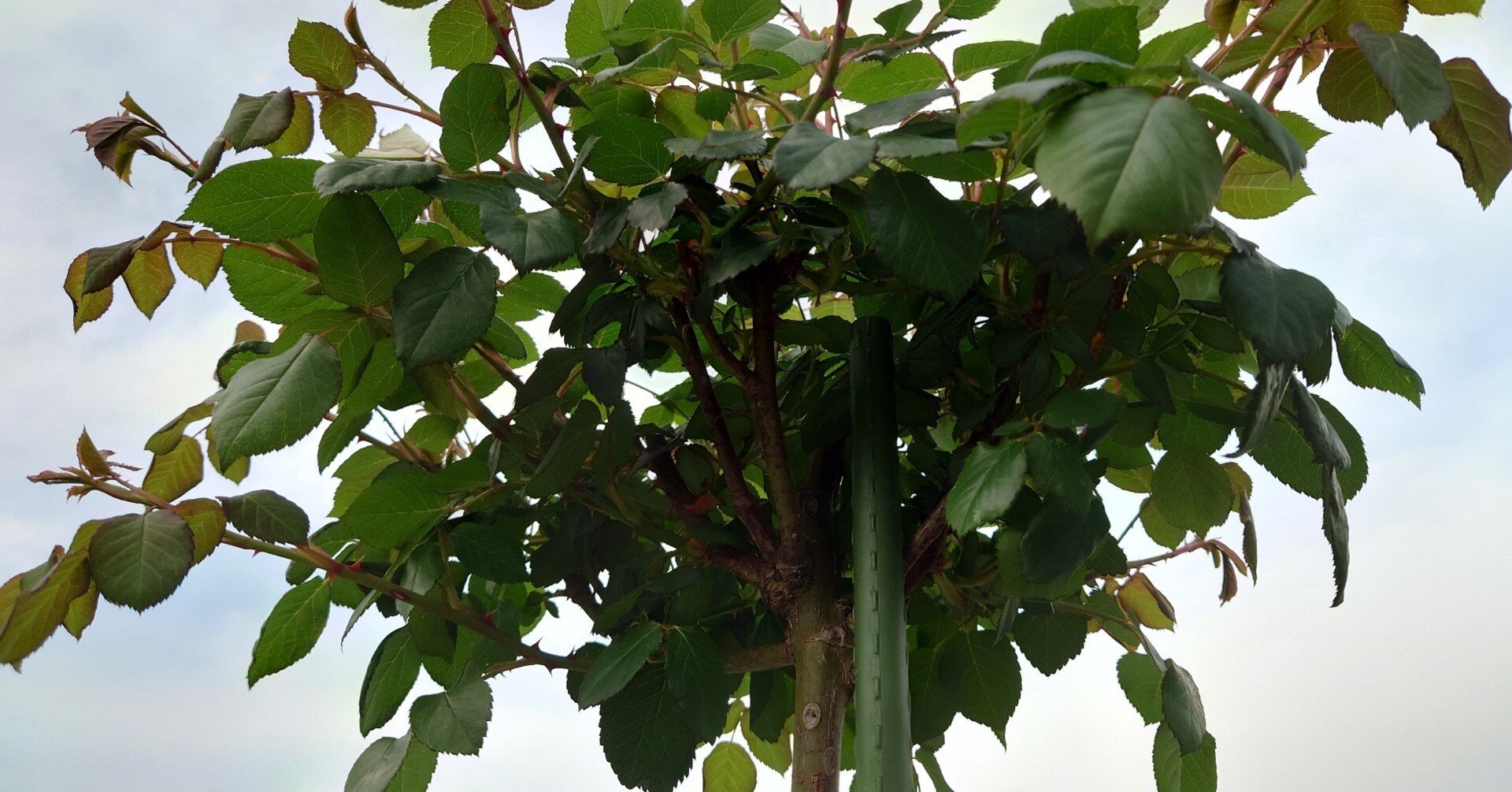 スタンダードのバラ｜島本(植松) 都