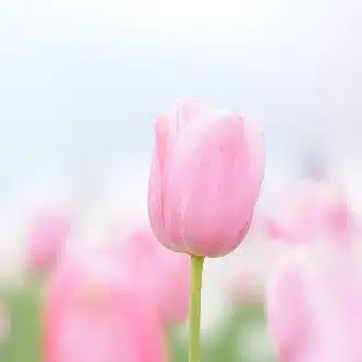 ケコハル