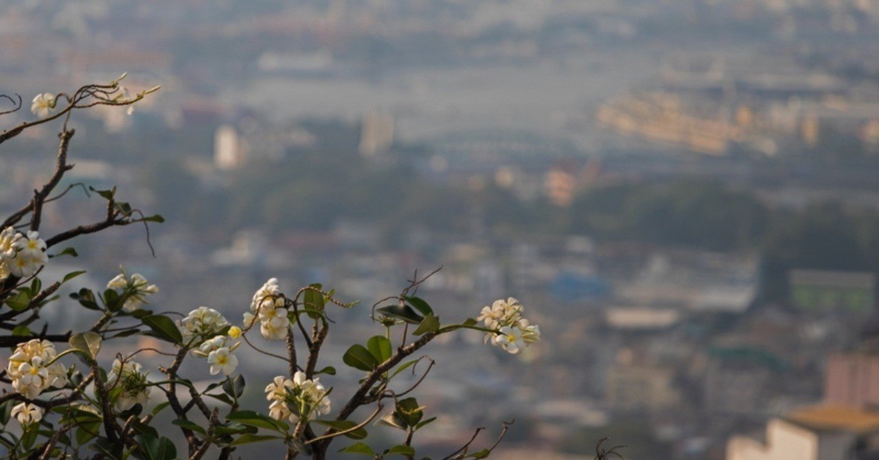 嫌われなくなったプルメリア タイでどこにでも咲く花 07 Masayuki Saito Note 嫌われなくなったプルメリア タイでどこにでも咲く花 07 Masayuki Saito Note