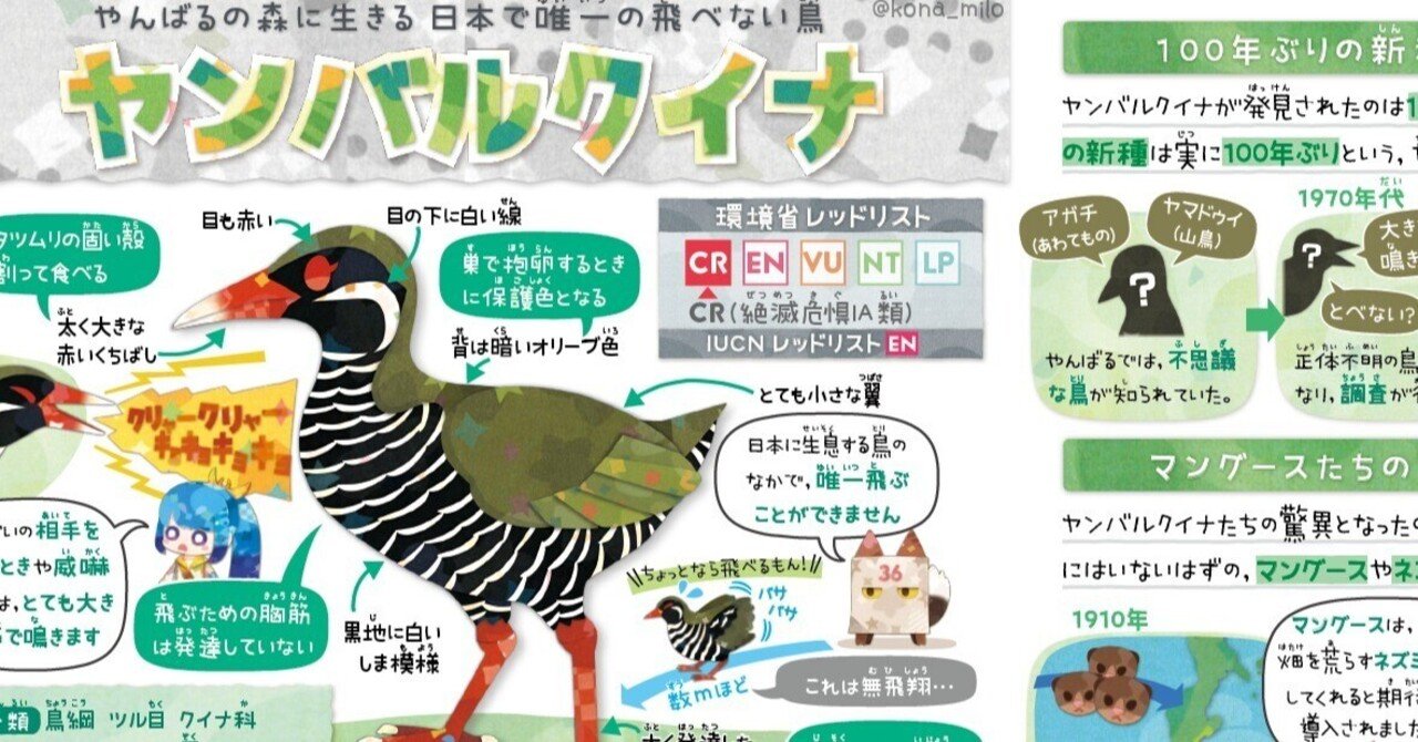 絶滅危機動物ファイル10「ヤンバルクイナ」｜キクチミロ