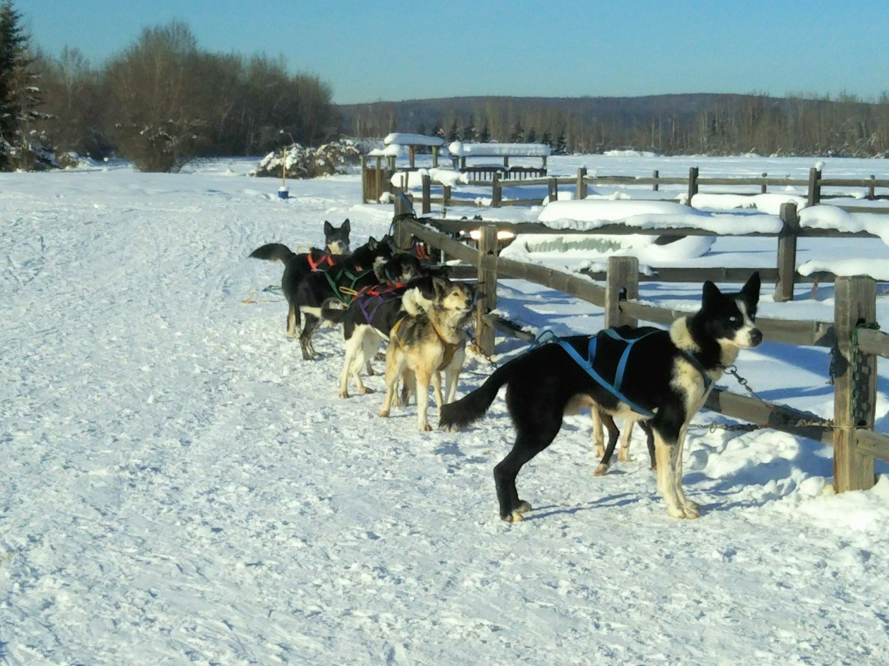 犬ぞりとアラスカ Chie Rain Note