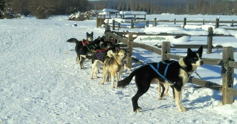 アラスカ 犬ぞり アラスカ 犬ぞり ジフテリア アニメヒーロー画像