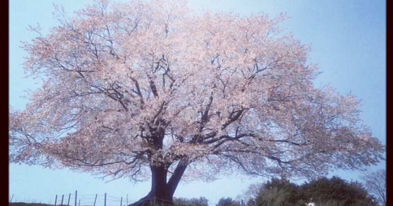 あたらしい短歌20230405桜の匂い