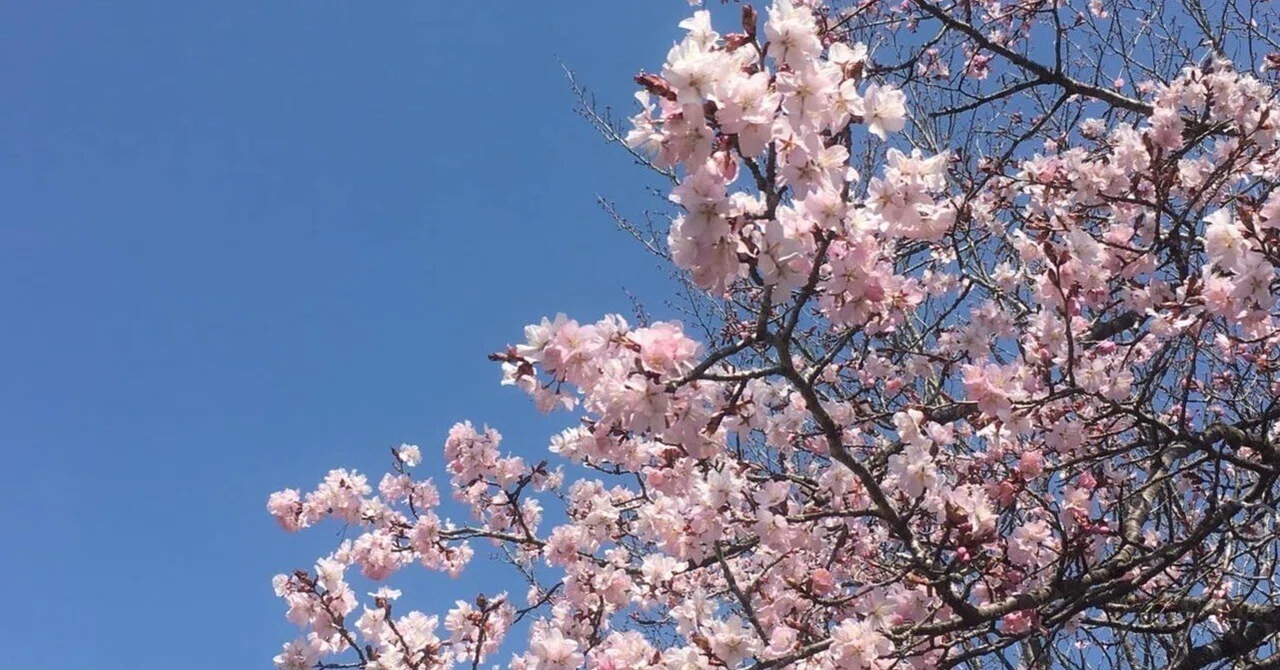 今年は開花早い！】三原の桜並木2023【つまちゃりで散策してみない