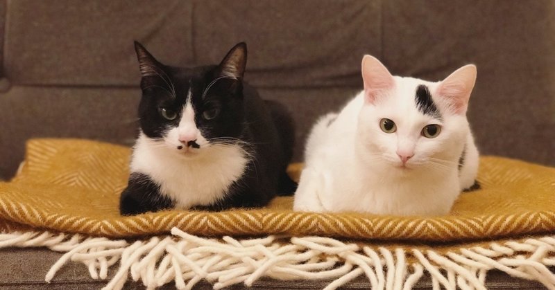 映画館のデートが心理学的に最強におすすめなワケ 心理学博士ちょっぺ 先生 note