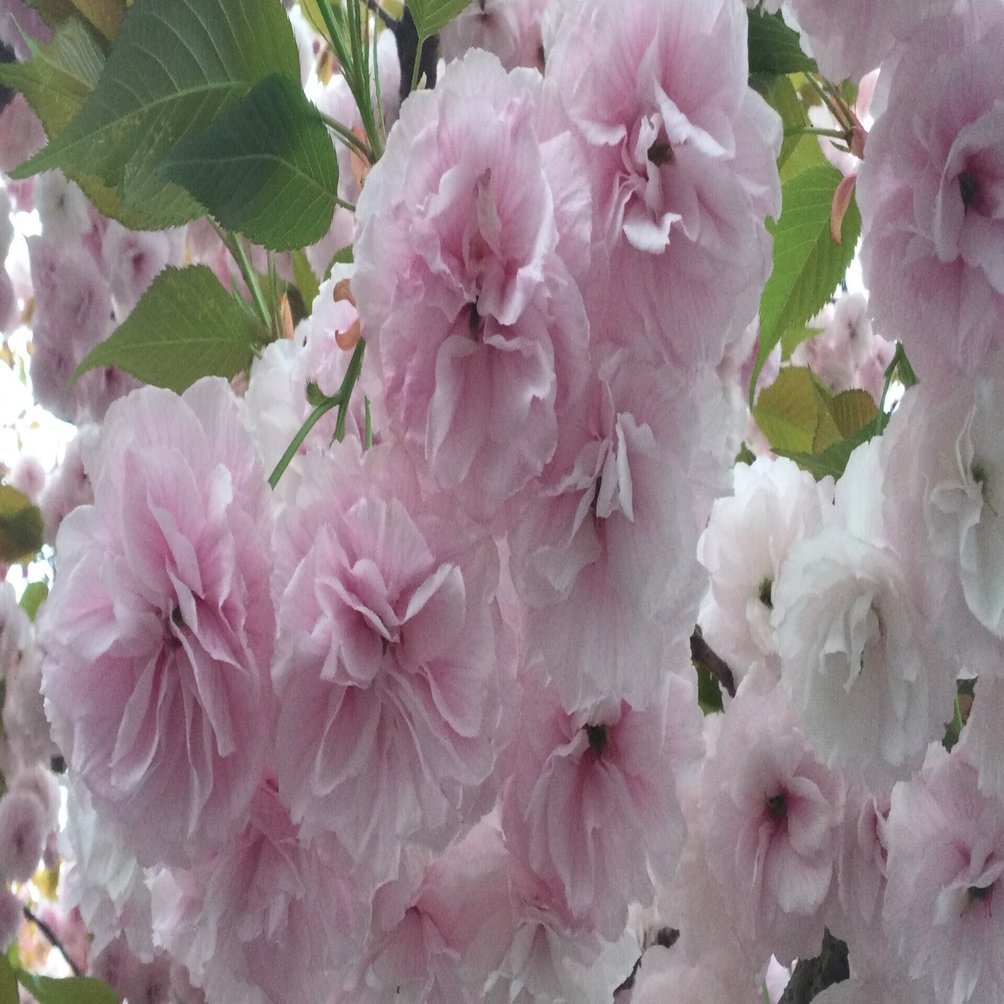 八重咲きの桜たち｜Chappy