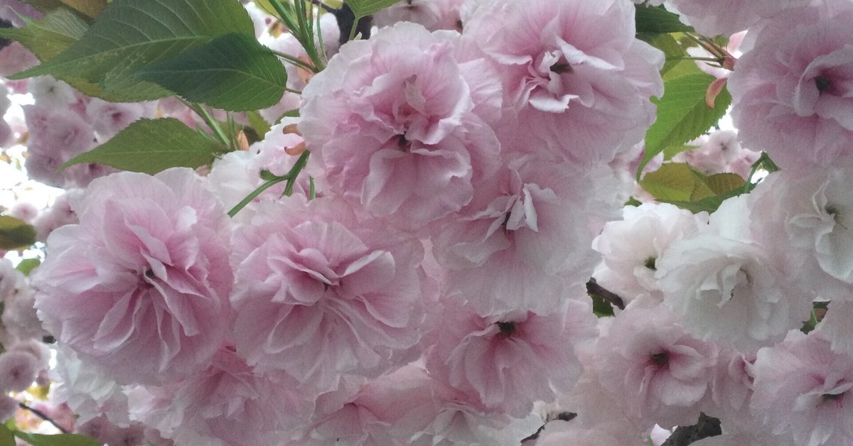 春には桜が咲きます | Premium写真