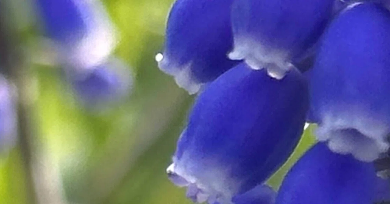 MUSCARI｜EGGSEED