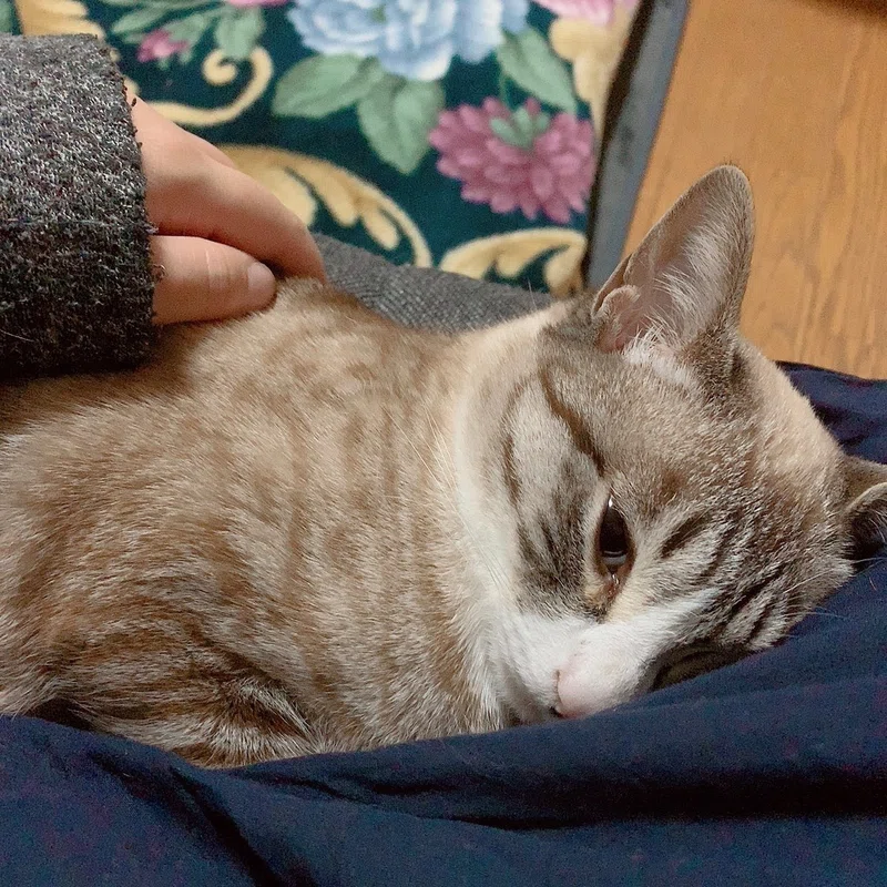 朝5時の猫のはなし 白澤ネム Note