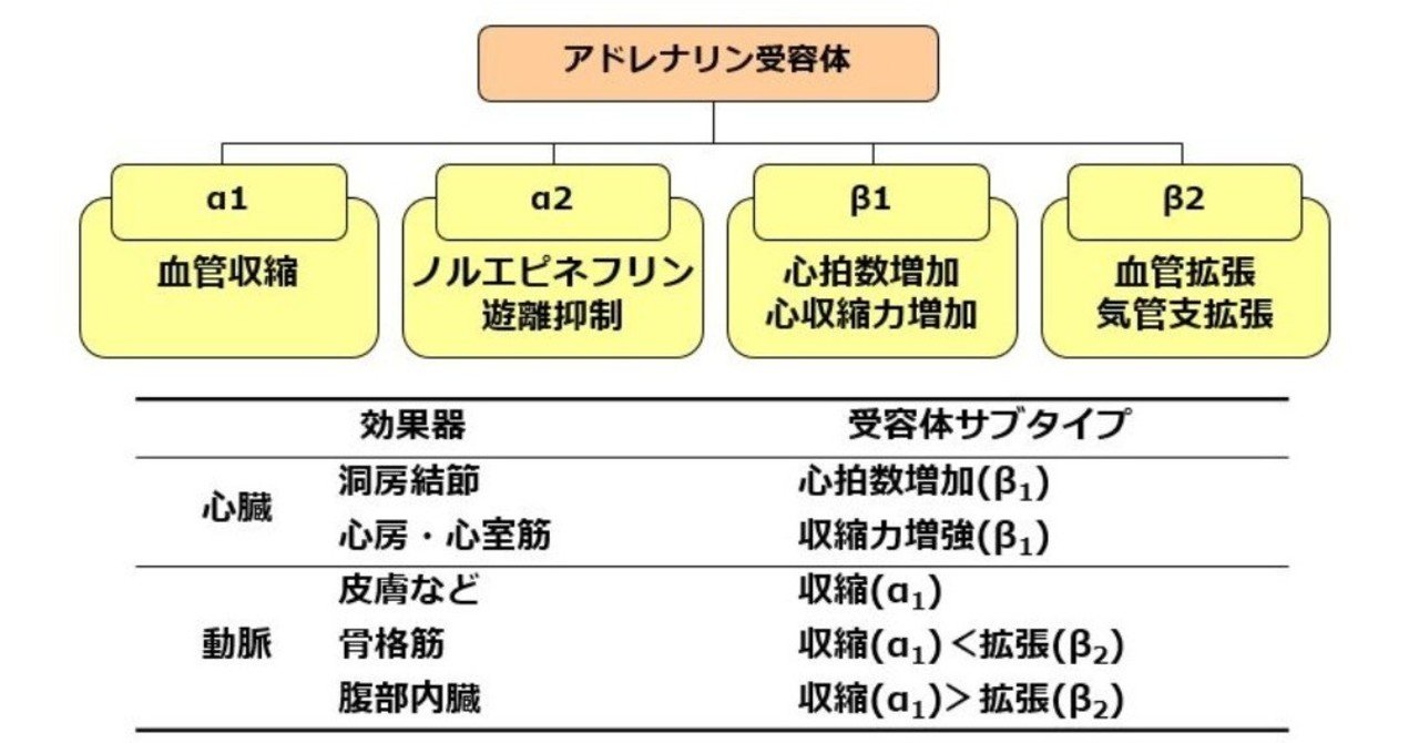 エピネフリン の新着タグ記事一覧 Note つくる つながる とどける