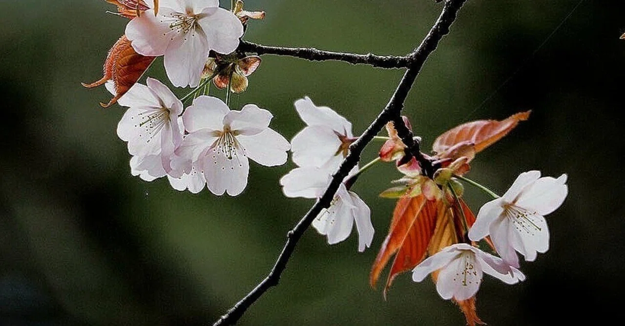 桜さく|陽善