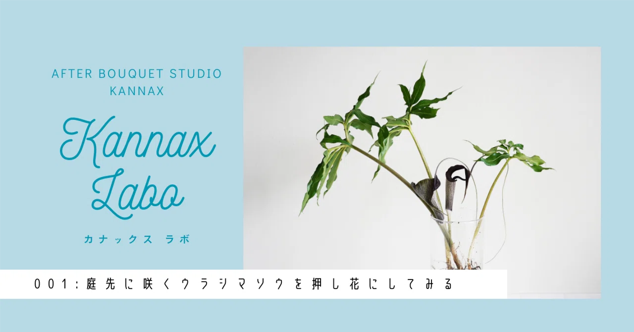 ウラシマソウを押し花にしてみる【kannax Labo】｜【公式】アフター