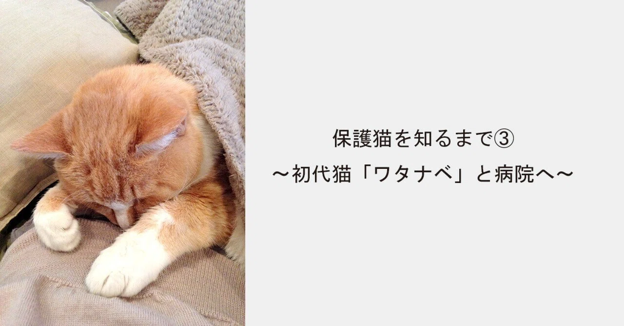 Learning About Rescue Cats Part 3: Taking My First Cat, Watanabe, to ...