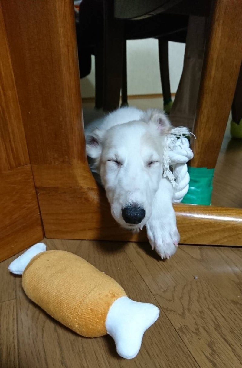 超大型犬ボルゾイがやってきた Coco Note 超大型犬ボルゾイがやってきた Coco Note