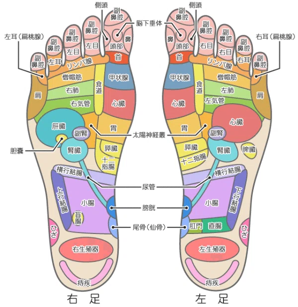 比較 足ツボと鍼灸で使うツボ とあるはりきゅう師 Note 比較 足ツボと鍼灸で使うツボ とあるはりきゅう師 Note