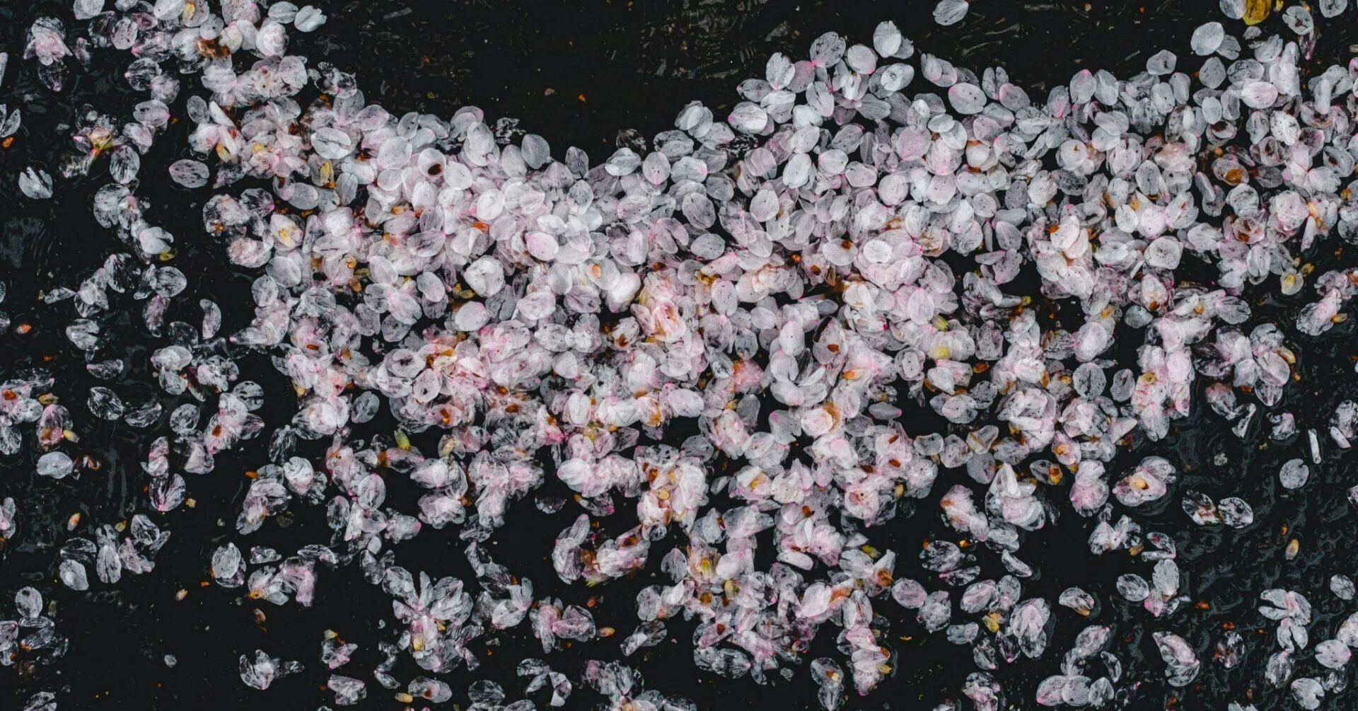 2023年の東京の桜【写真40枚】｜Nocchi(のっち)
